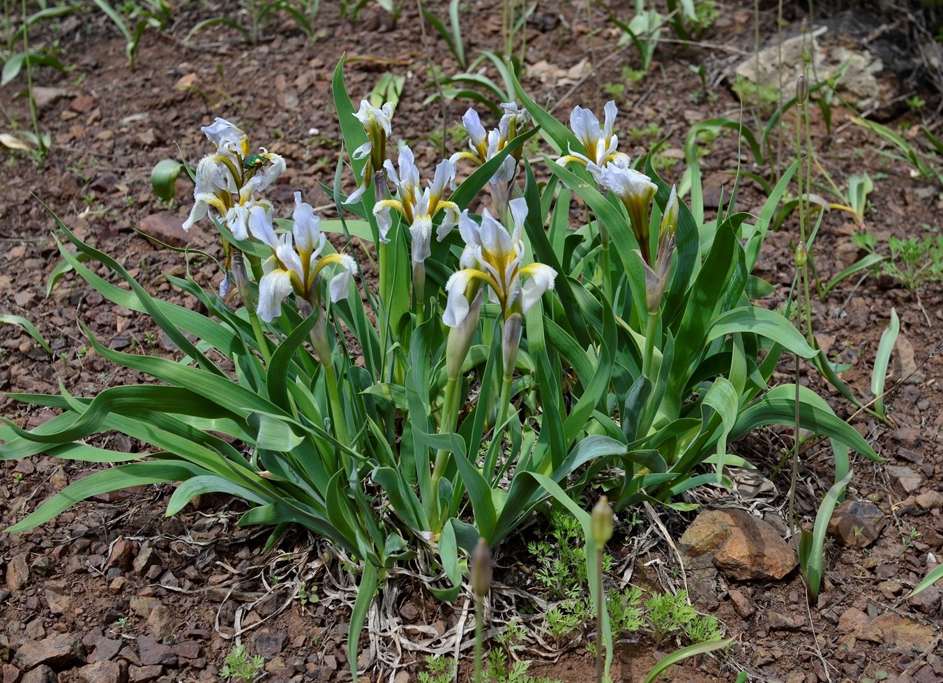 Image of Iris glaucescens specimen.