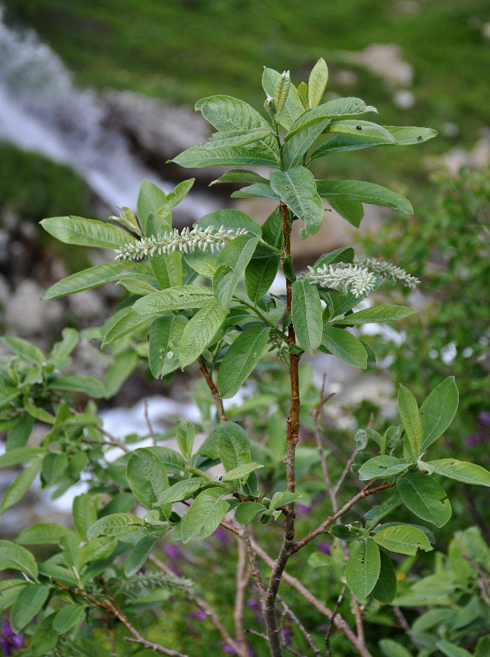 Изображение особи Salix caprea.