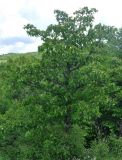 Sorbus torminalis. Крона дерева. Крым, гора Чатырдаг (нижнее плато), луговая степь, балка. 05.06.2016.