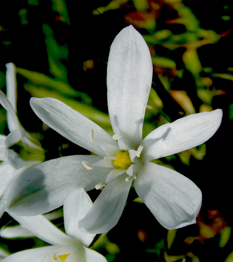 Image of Ornithogalum navaschinii specimen.