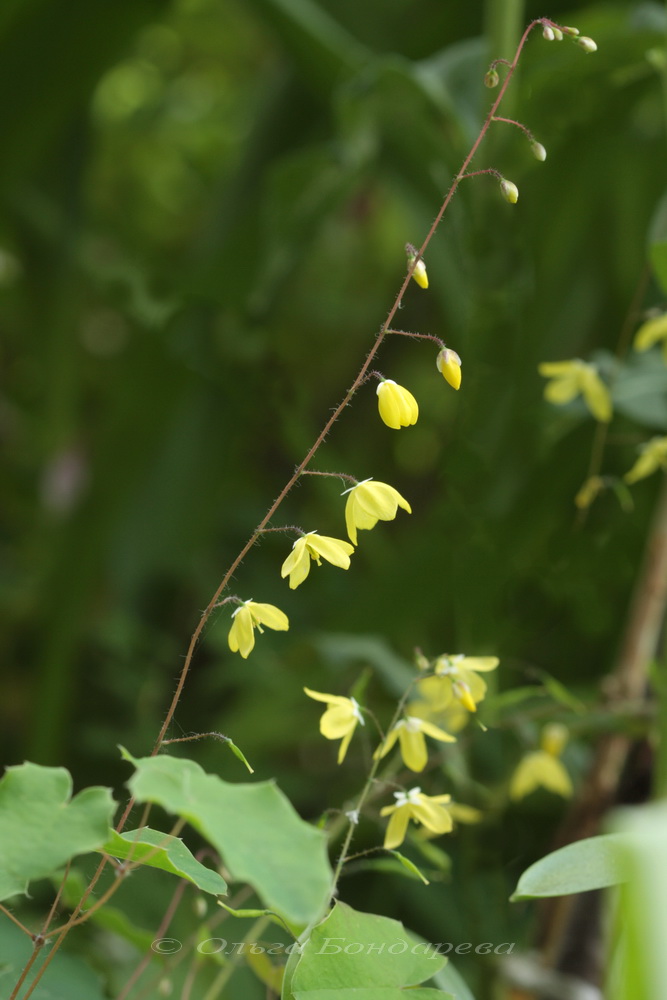 Image of Epimedium platypetalum specimen.