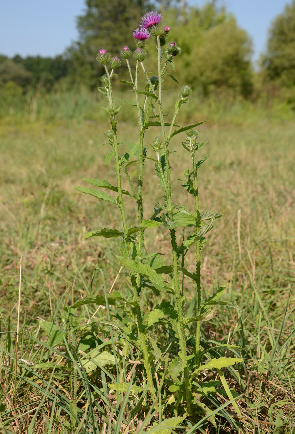 Изображение особи Carduus crispus.