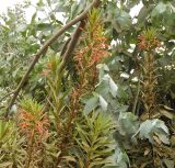Смотреть изображение Lobelia excelsa