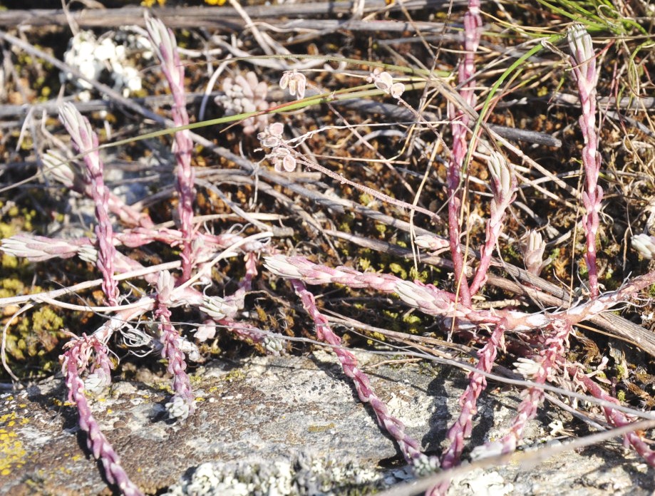 Изображение особи Sedum amplexicaule.