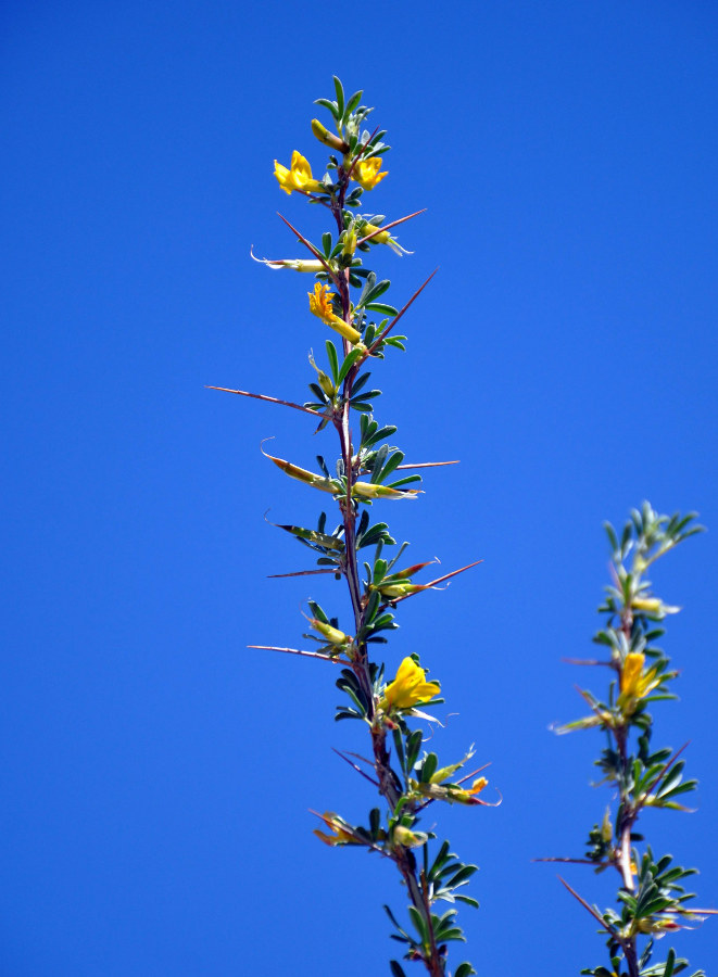 Image of Caragana spinosa specimen.