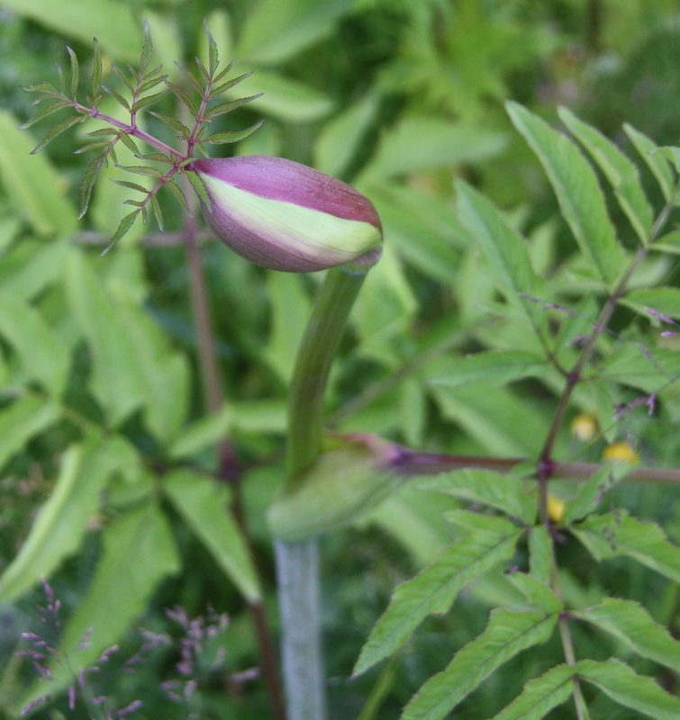 Image of Angelica sylvestris specimen.