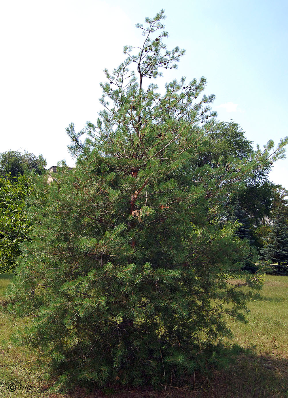 Image of Pinus sylvestris specimen.