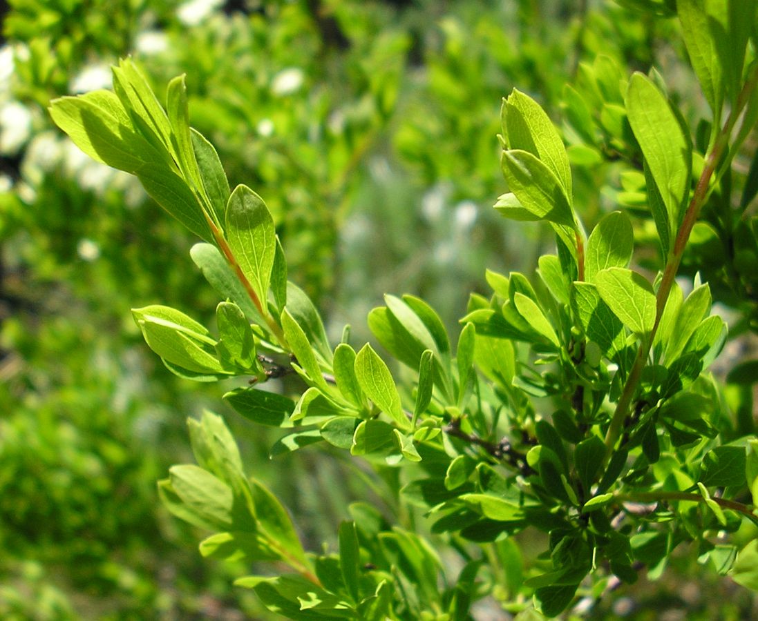 Image of Spiraea hypericifolia specimen.