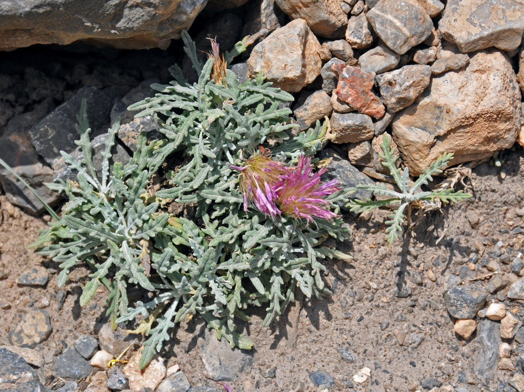 Image of Jurinea algida specimen.