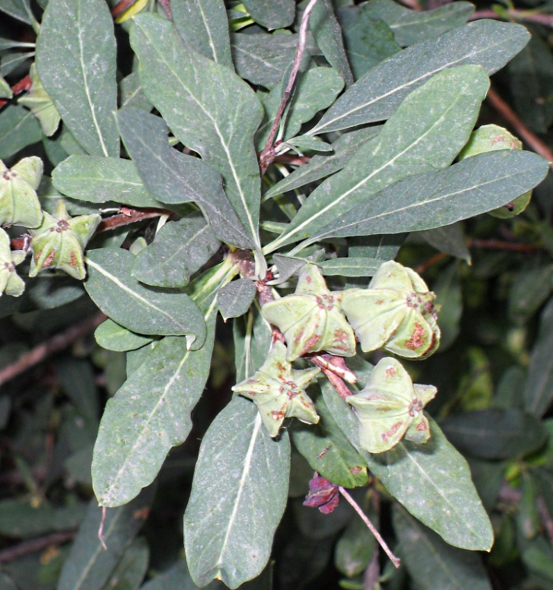 Image of Exochorda racemosa specimen.