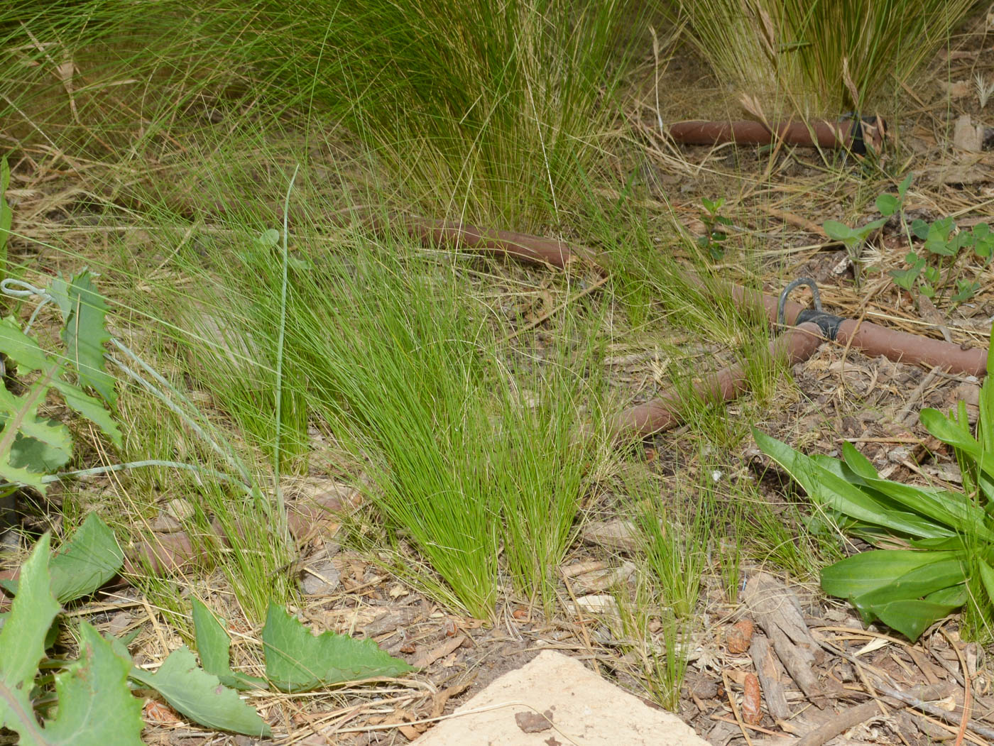 Image of Nassella tenuissima specimen.