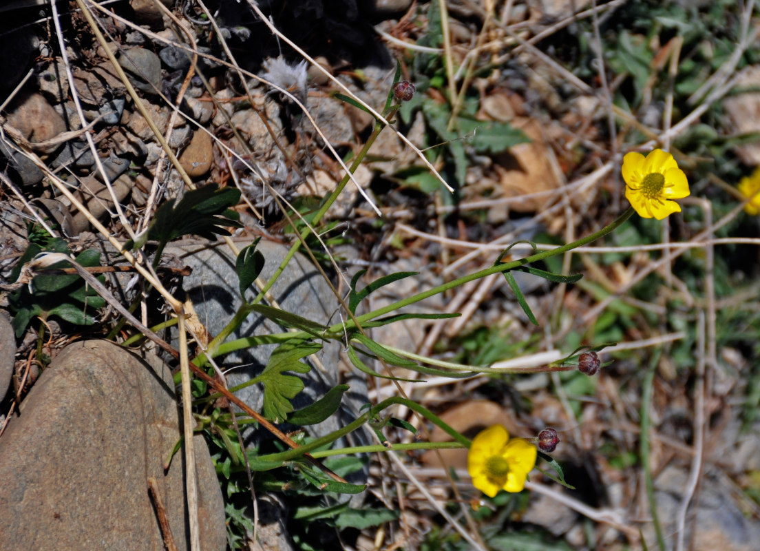 Image of genus Ranunculus specimen.