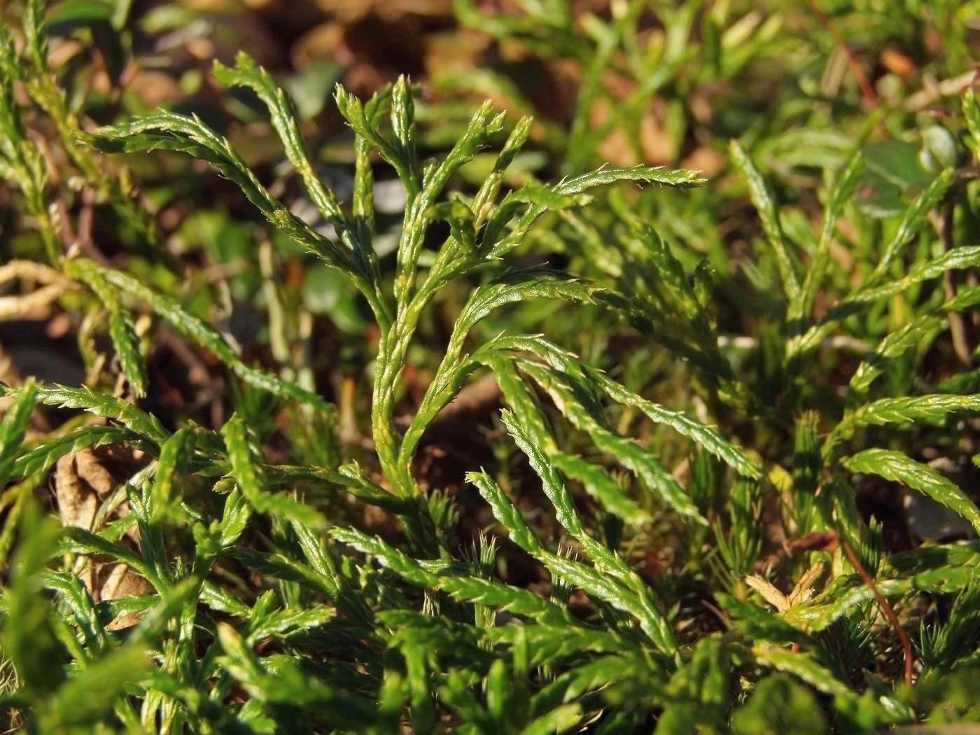 Image of Diphasiastrum complanatum specimen.