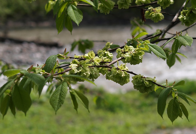 Изображение особи Ulmus glabra.