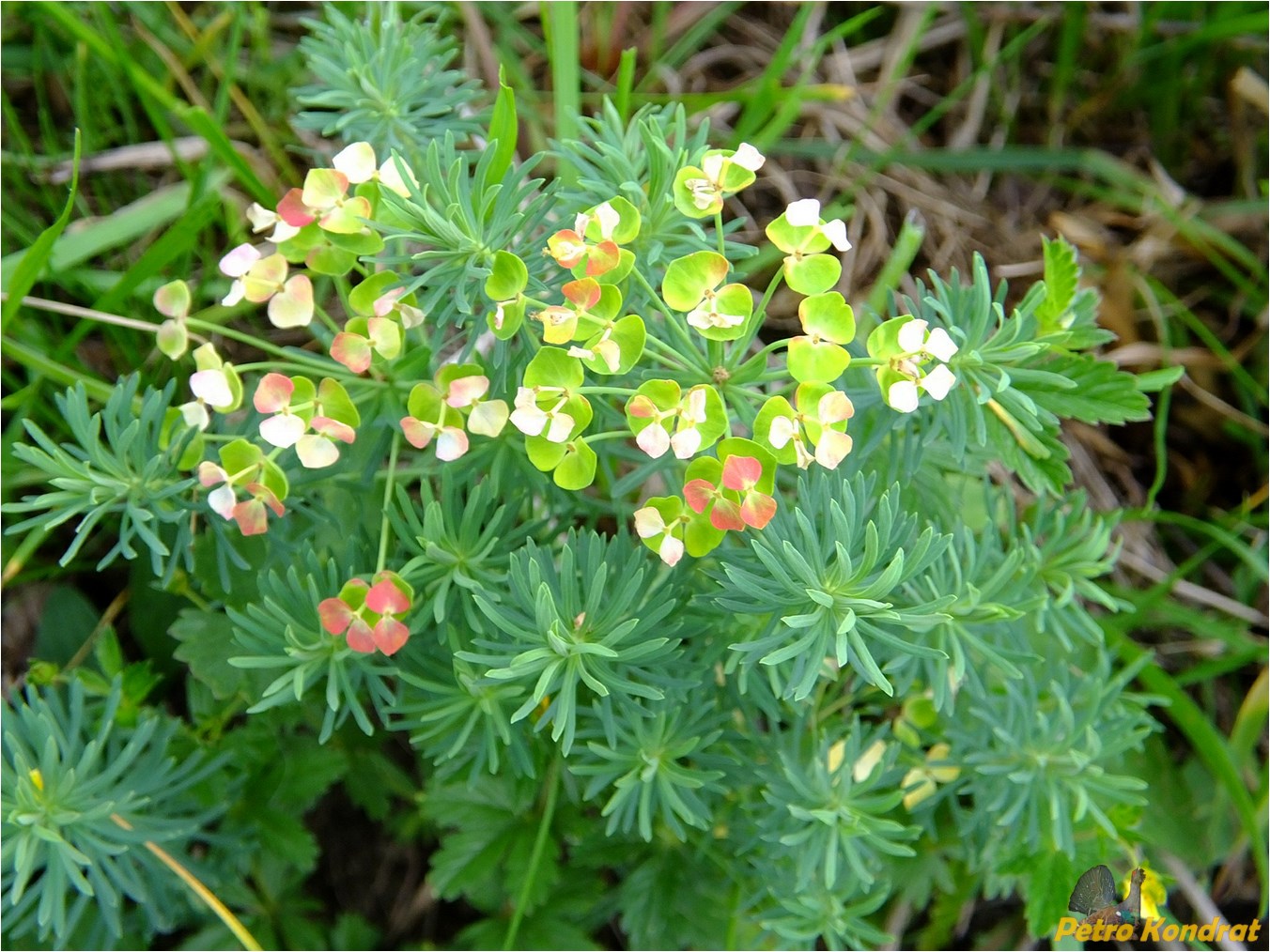 Изображение особи Euphorbia cyparissias.