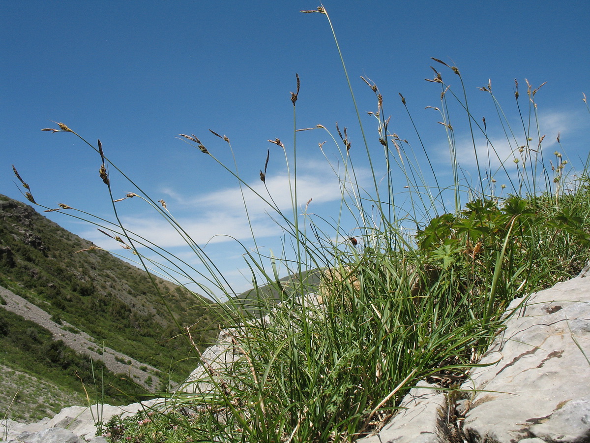 Image of Carex litwinovii specimen.