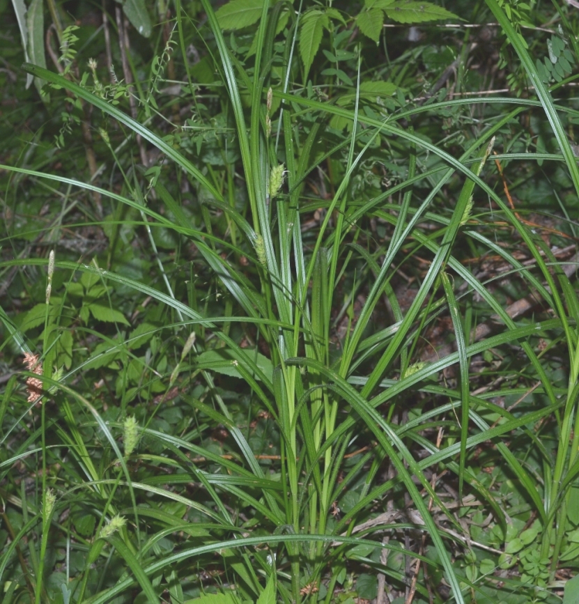 Image of Carex hirta specimen.