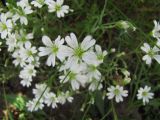 Cerastium arvense