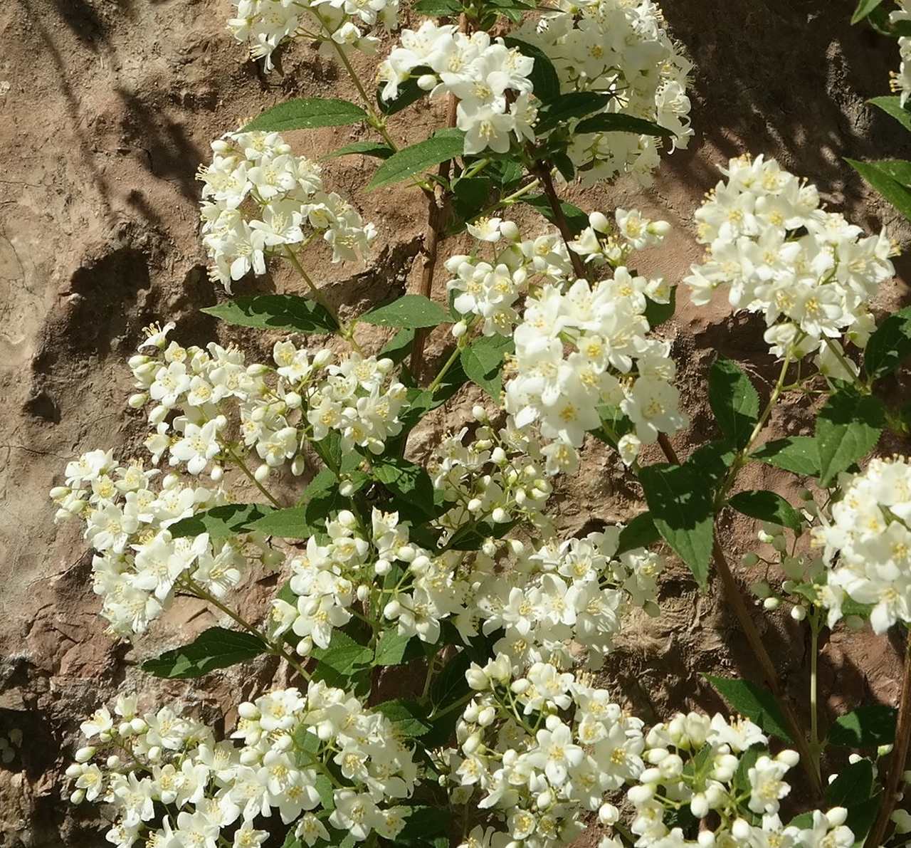 Изображение особи род Deutzia.