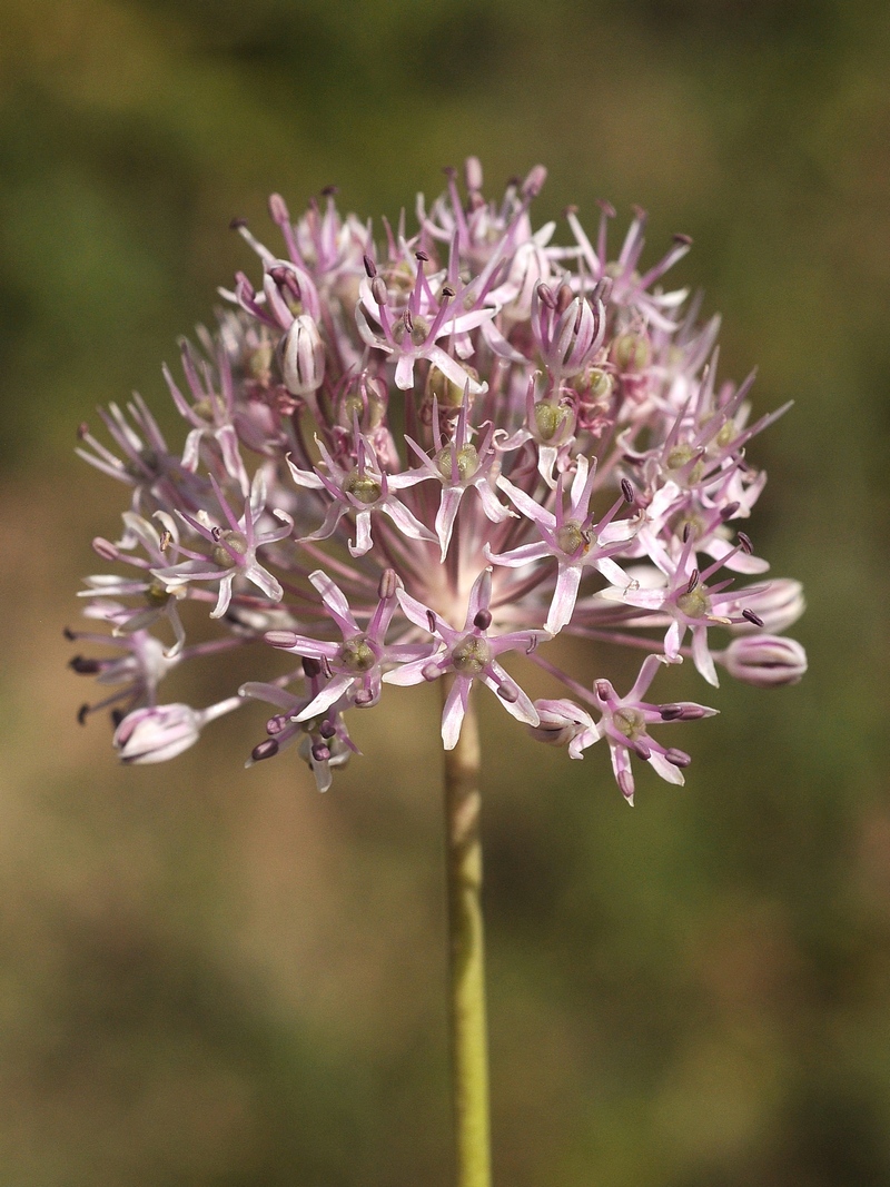 Image of Allium vvedenskyanum specimen.