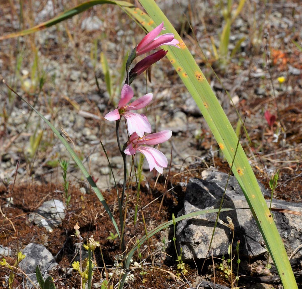 Изображение особи Gladiolus triphyllus.