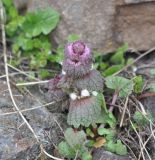 Lamium galactophyllum. Цветущее растение. Турция, ил Эрзурум, окр. крепости Тортум-Калеси, на конусе выноса у подножия скалы, на которой стоит крепость. 21.04.2019.