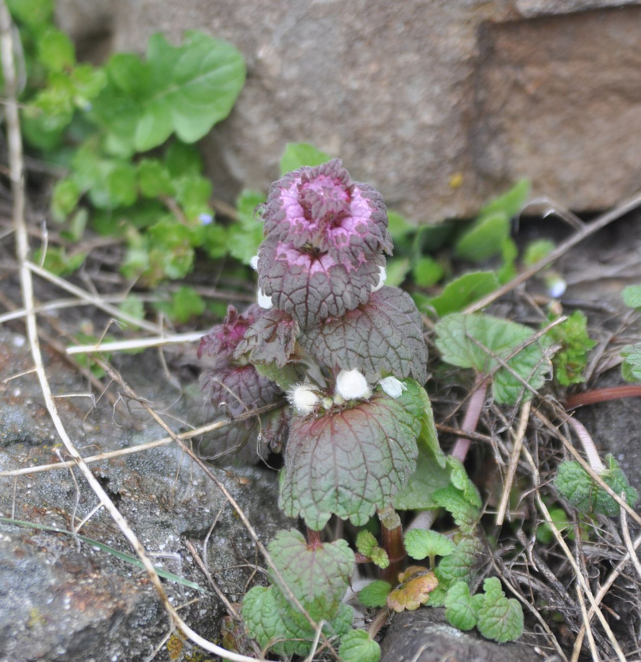 Изображение особи Lamium galactophyllum.