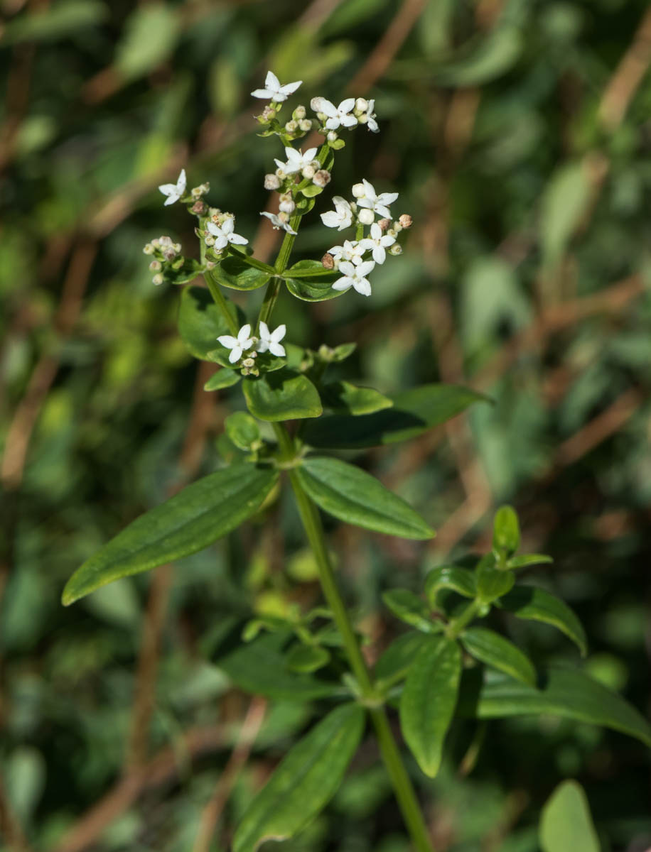 Image of Galium boreale specimen.