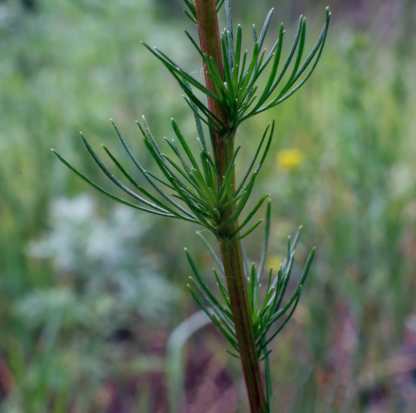 Image of Artemisia campestris specimen.