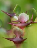 Euphorbia lactea. Лист и колючки. Израиль, Шарон, г. Тель-Авив, ботанический сад \"Сад кактусов\". 29.08.2019.