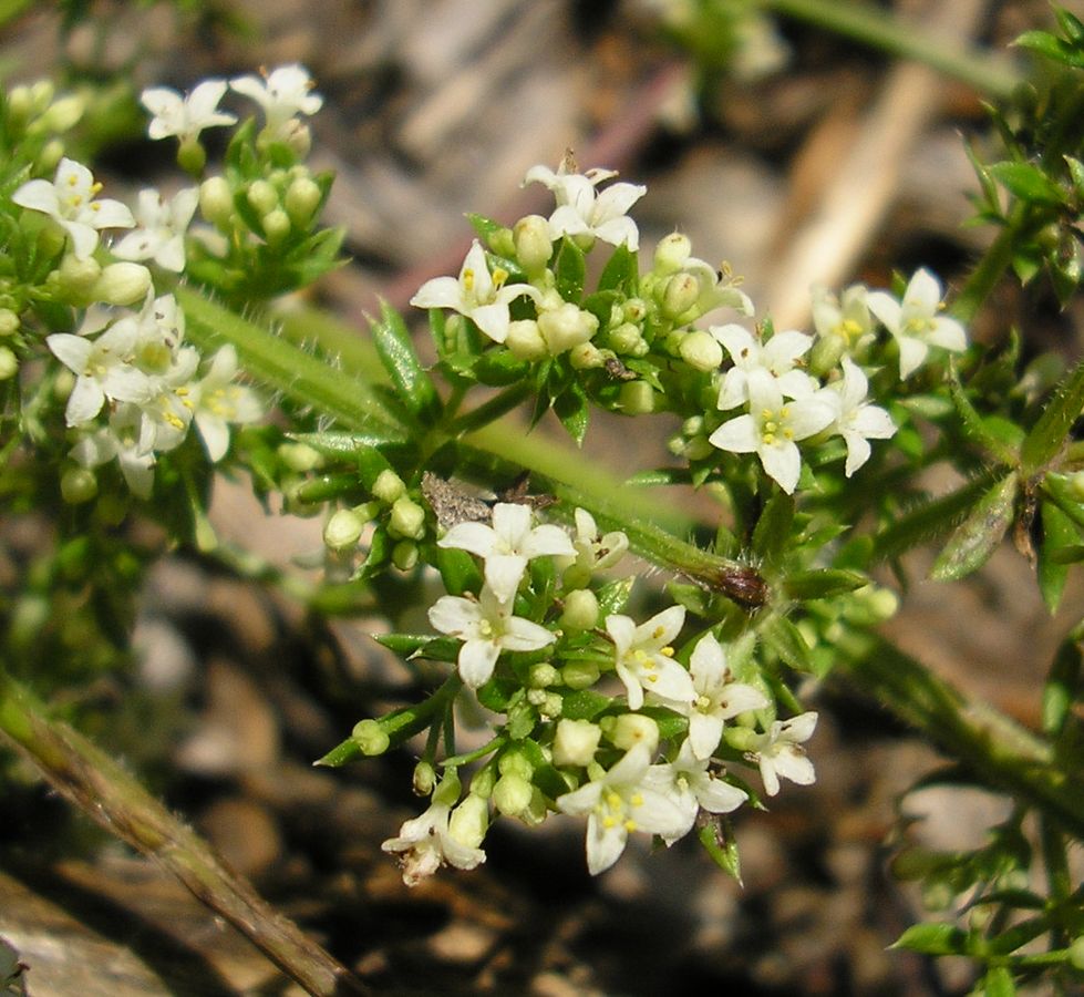 Image of Galium humifusum specimen.