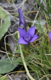 Gentianella campestris