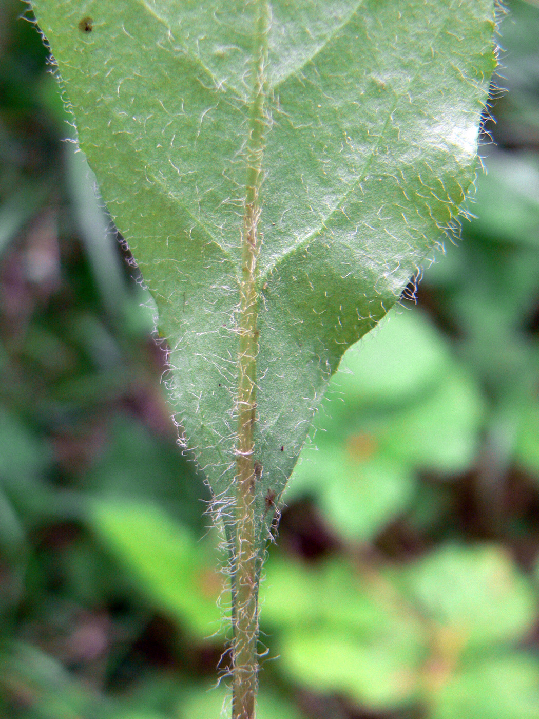 Image of Hieracium pseudolepistoides specimen.