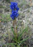 Gentiana decumbens. Цветущее растение. Алтай, плоскогорье Укок, долина р. Ак-Алаха (выс. около 2200 м н.у.м.). 23.07.2010.