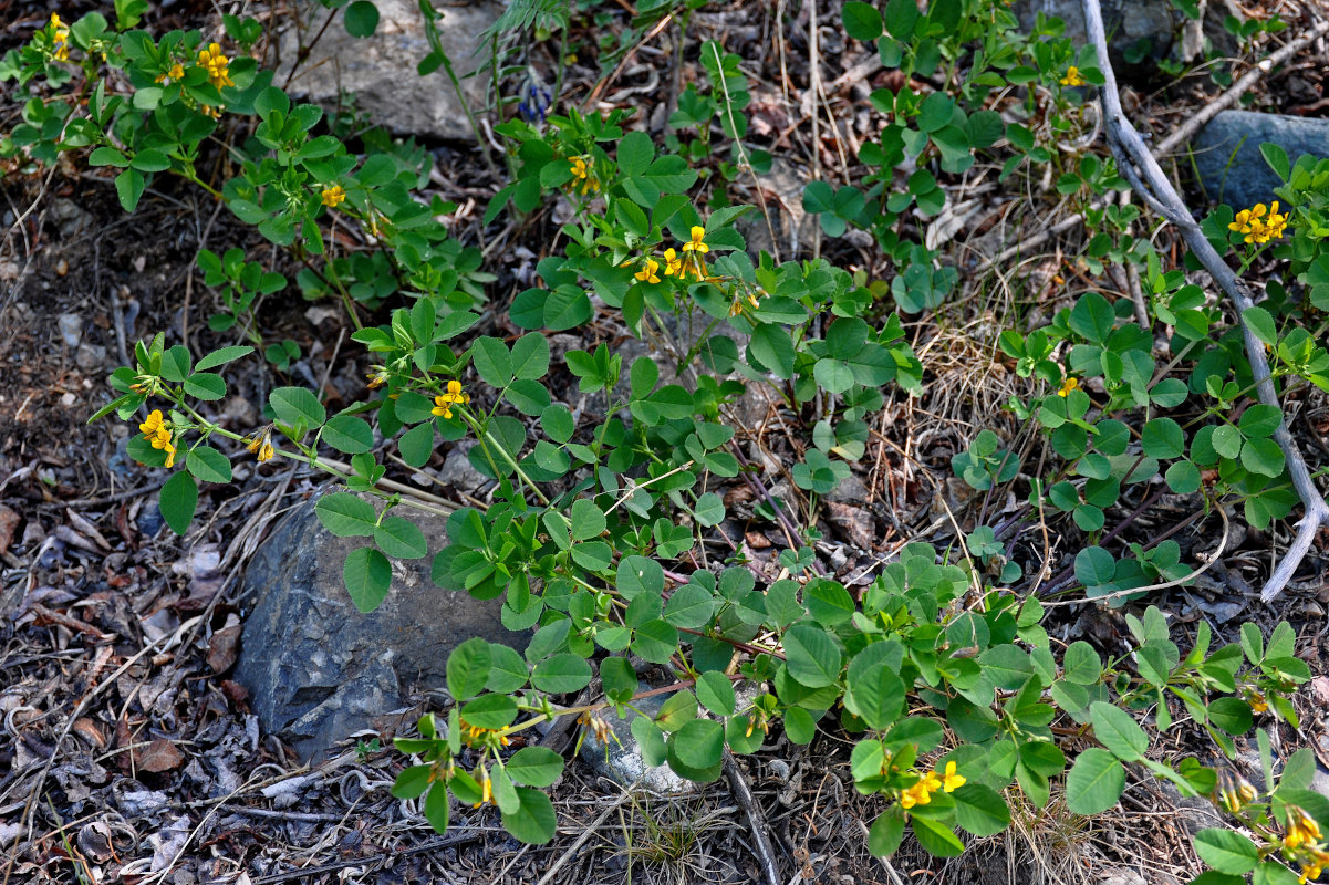 Image of Melilotoides platycarpos specimen.