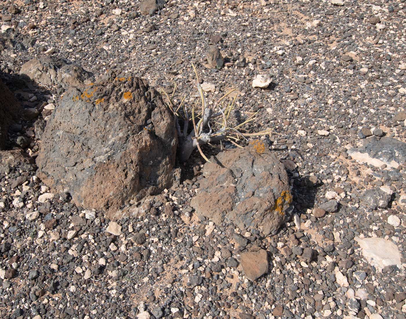 Image of Euphorbia regis-jubae specimen.