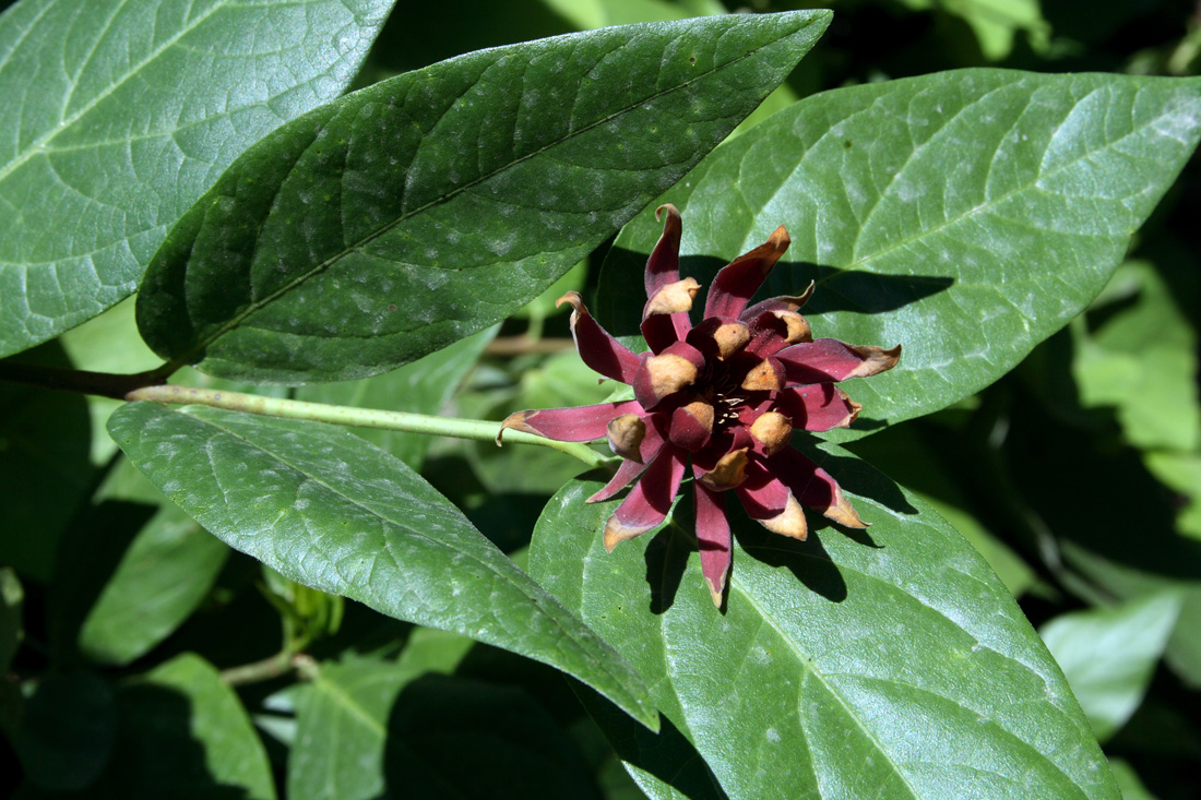 Image of Calycanthus floridus var. glaucus specimen.