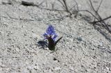 Scilla bifolia