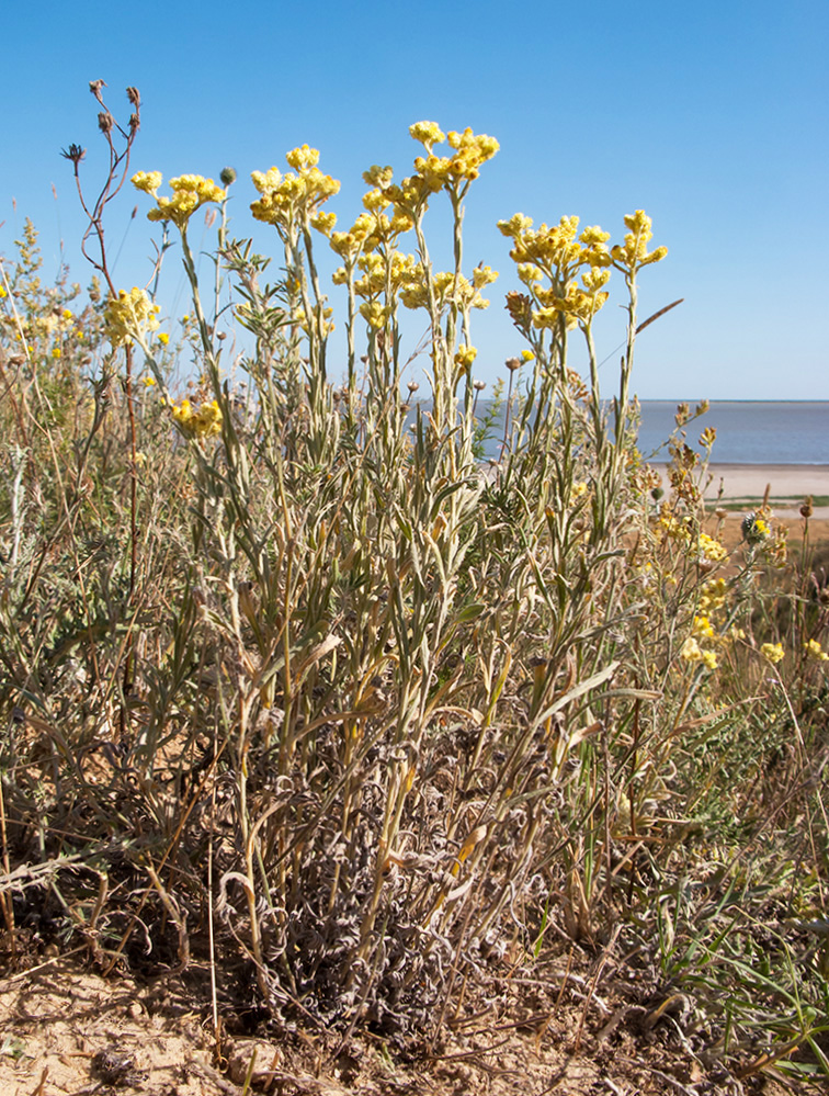 Изображение особи Helichrysum arenarium.