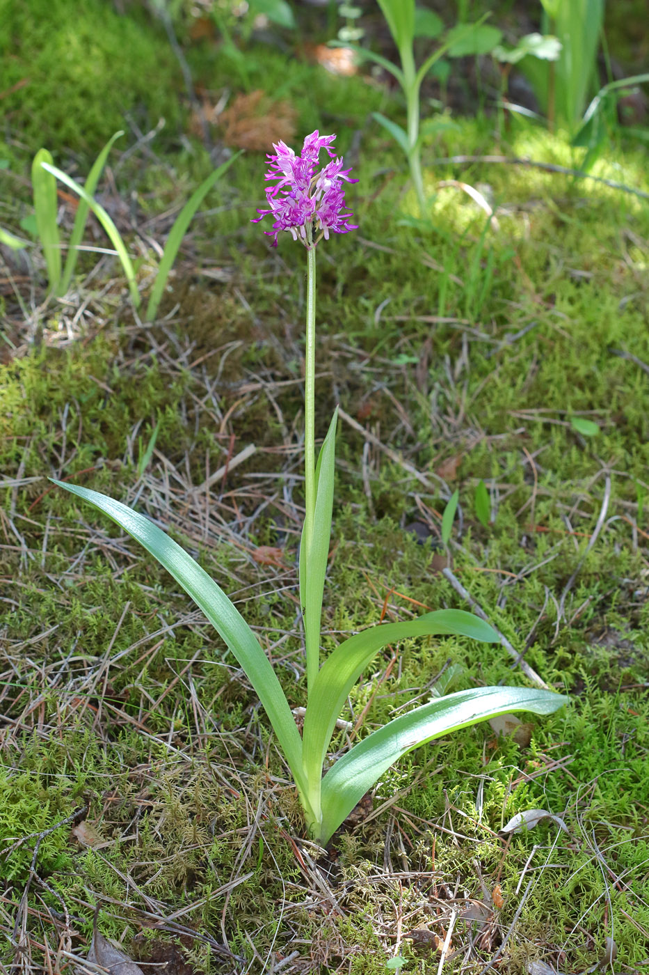 Изображение особи Orchis militaris.