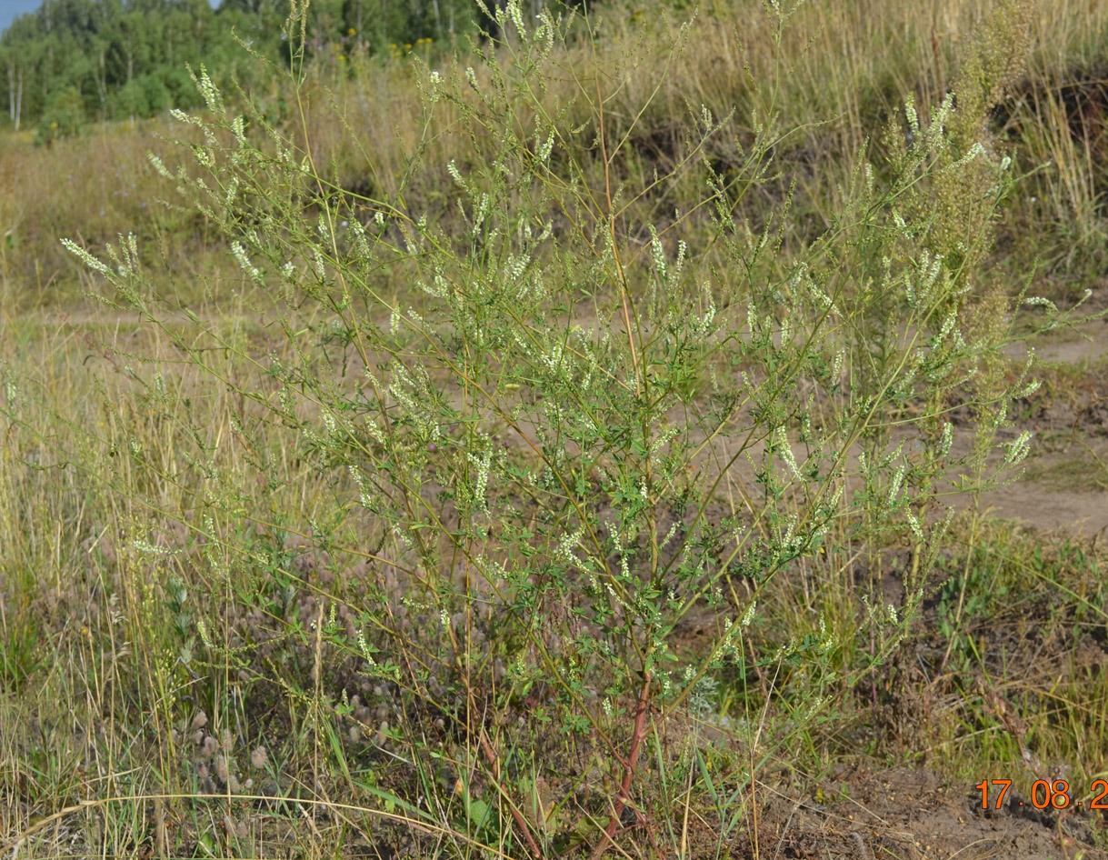 Изображение особи Melilotus albus.