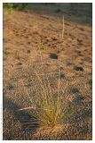 Festuca polesica