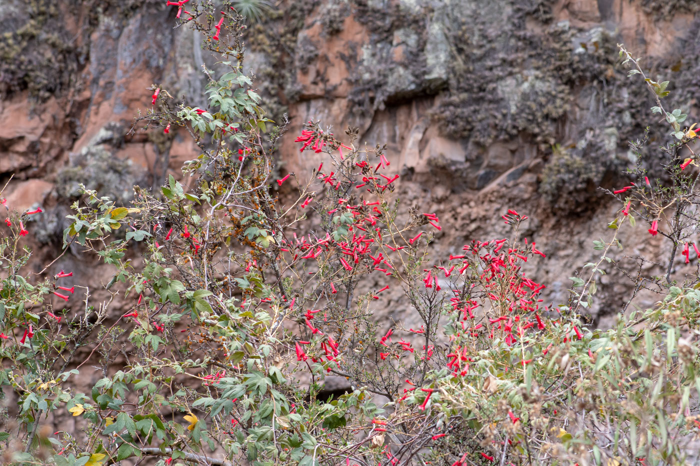 Image of Cantua buxifolia specimen.