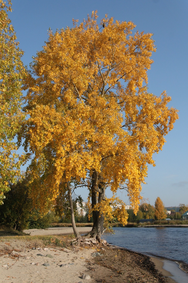 Изображение особи Populus &times; sibirica.