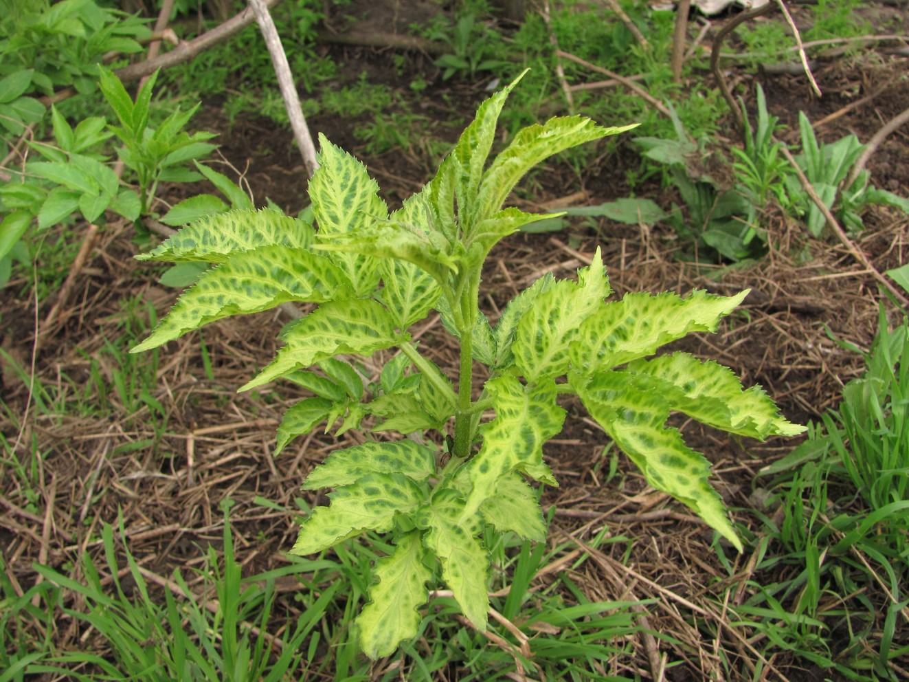 Image of Sambucus nigra specimen.