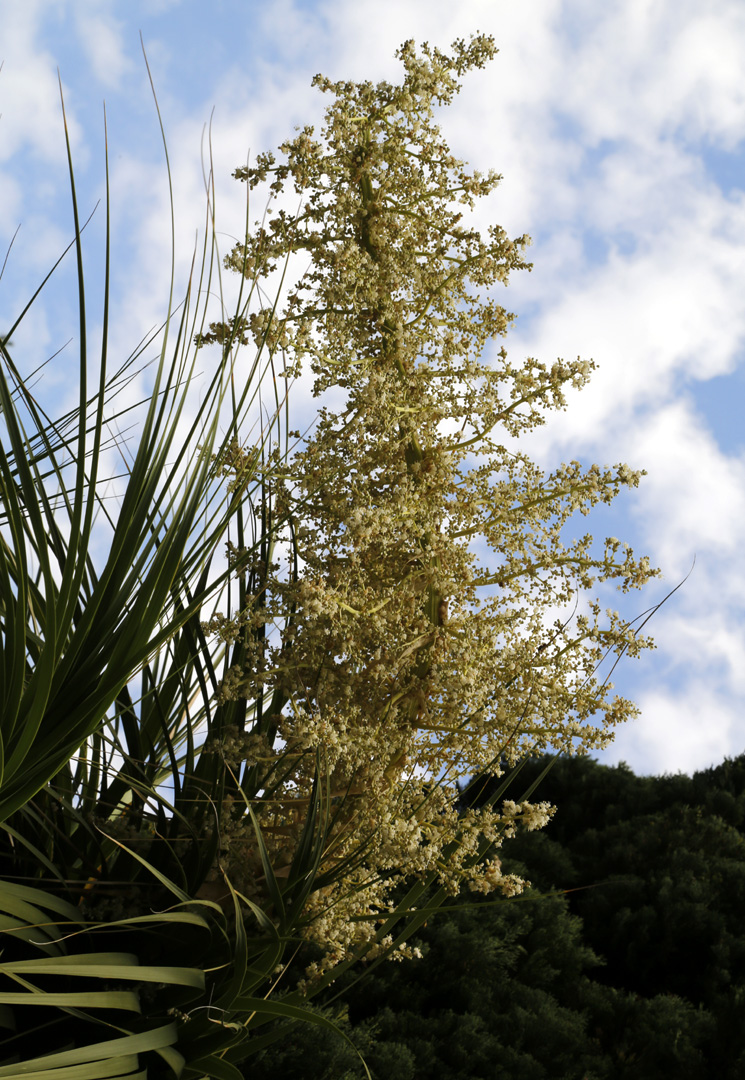 Image of Nolina longifolia specimen.