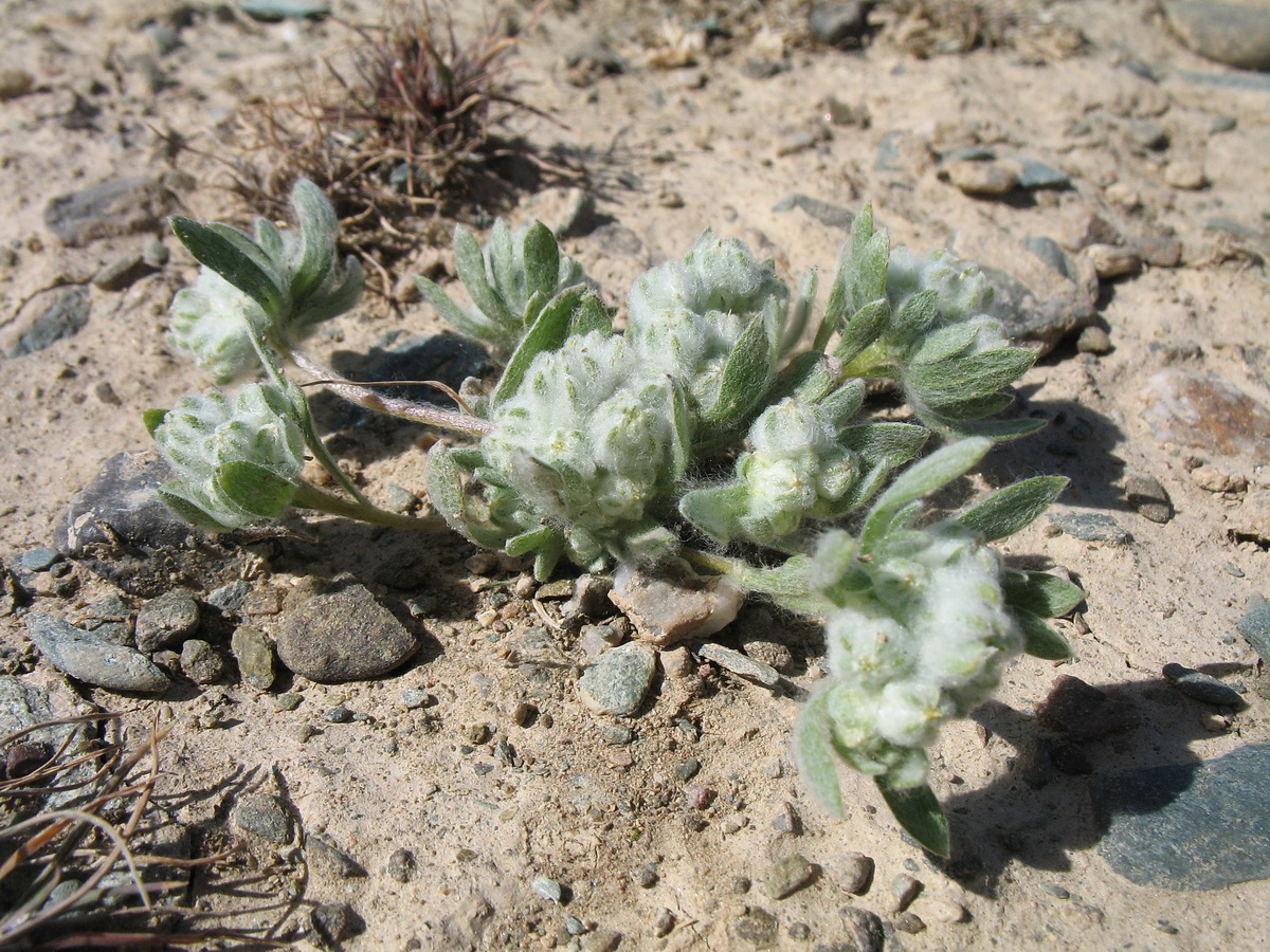 Image of Cymbolaena griffithii specimen.