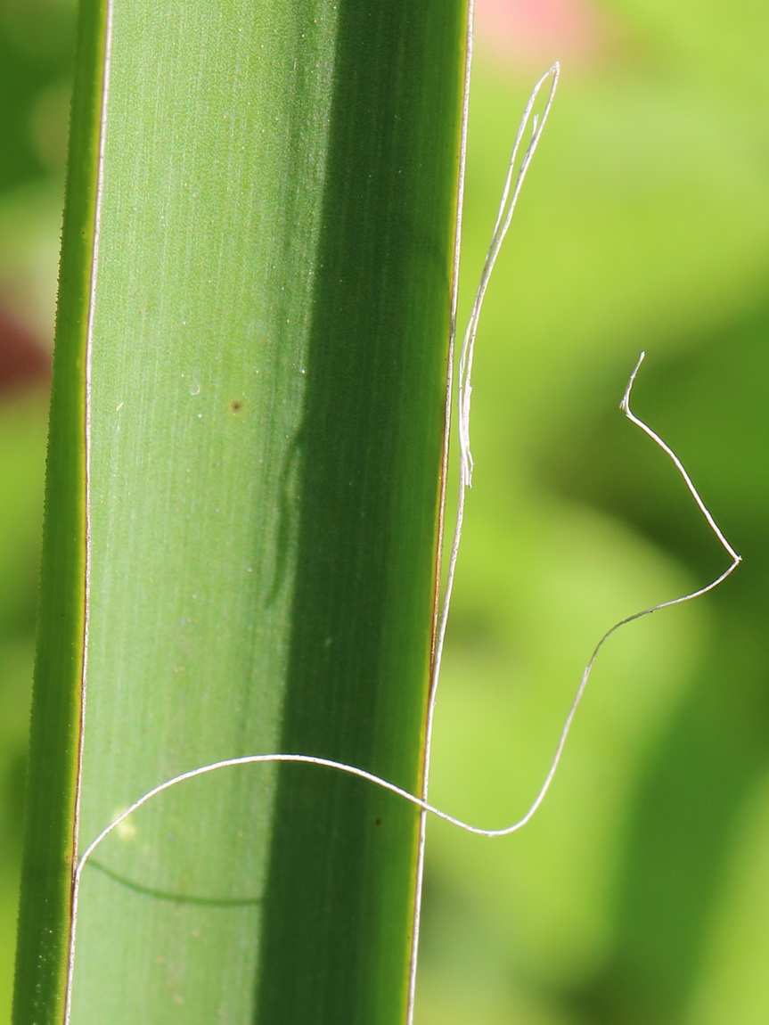 Image of Yucca filamentosa specimen.