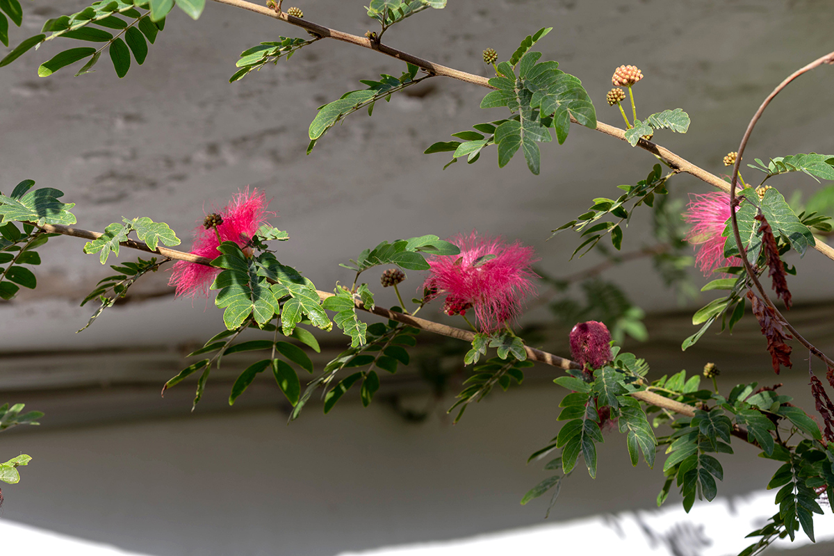 Image of Calliandra haematocephala specimen.