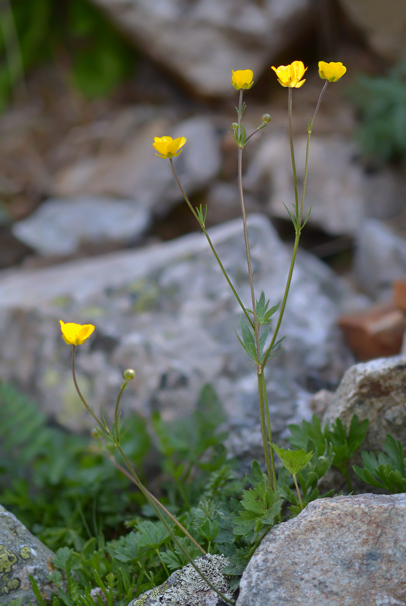 Image of genus Ranunculus specimen.